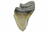 Partial, Fossil Megalodon Tooth - North Carolina #273042-1